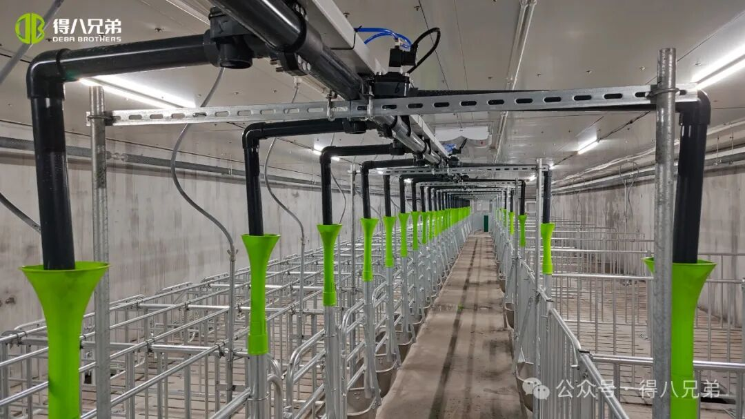 دیبا برادر لیچا بلیک پگ بریڈنگ اور کاشت کاری کے مظاہرے کی بنیاد - 2,000 بونے، 50,000 سالانہ ذبح، 67,000 مربع میٹر کے مربوط آپریشن