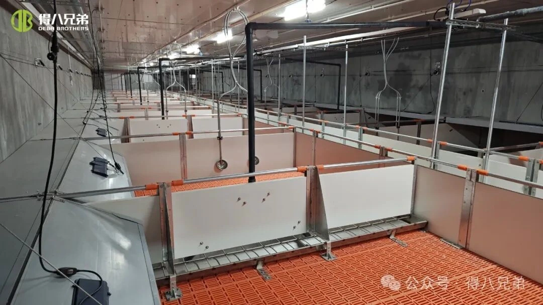 گرم موسم کے دوران سوائن فارمز میں گرمی کے تناؤ کی روک تھام اور انتظام